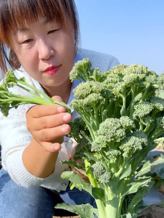 特殊的蔬菜“西兰苔”,味道近似西兰花,一年四季皆可种!