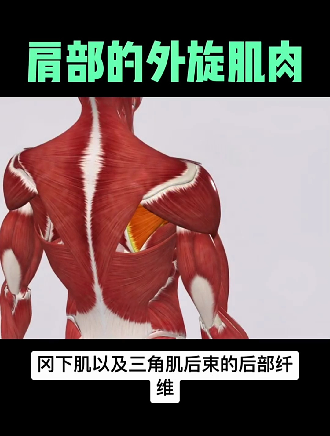 你知道负责肩关节外旋的肌肉都有哪些吗?