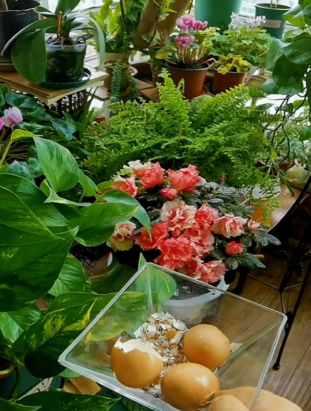 千万不要把鸡蛋壳扣在盆土上,起不到任何作用还会招虫子
