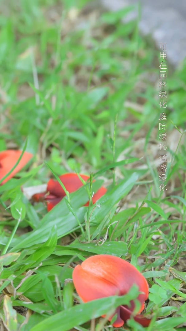 头顶红冠身披皮刺,从不傲娇的鸡冠刺桐