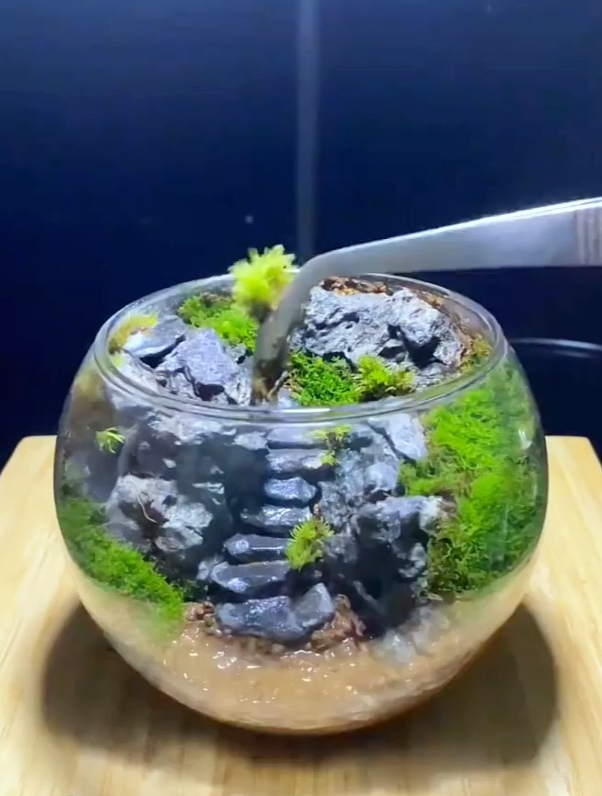 玻璃罐中的小世界 这样的微景观你们喜欢吗?