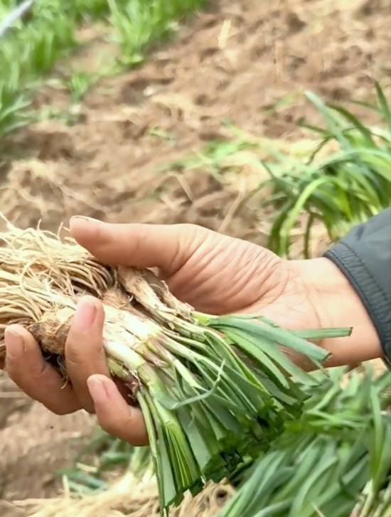 你会用韭菜根种韭菜吗?简单三步,教你在家种出根根像小葱的韭菜