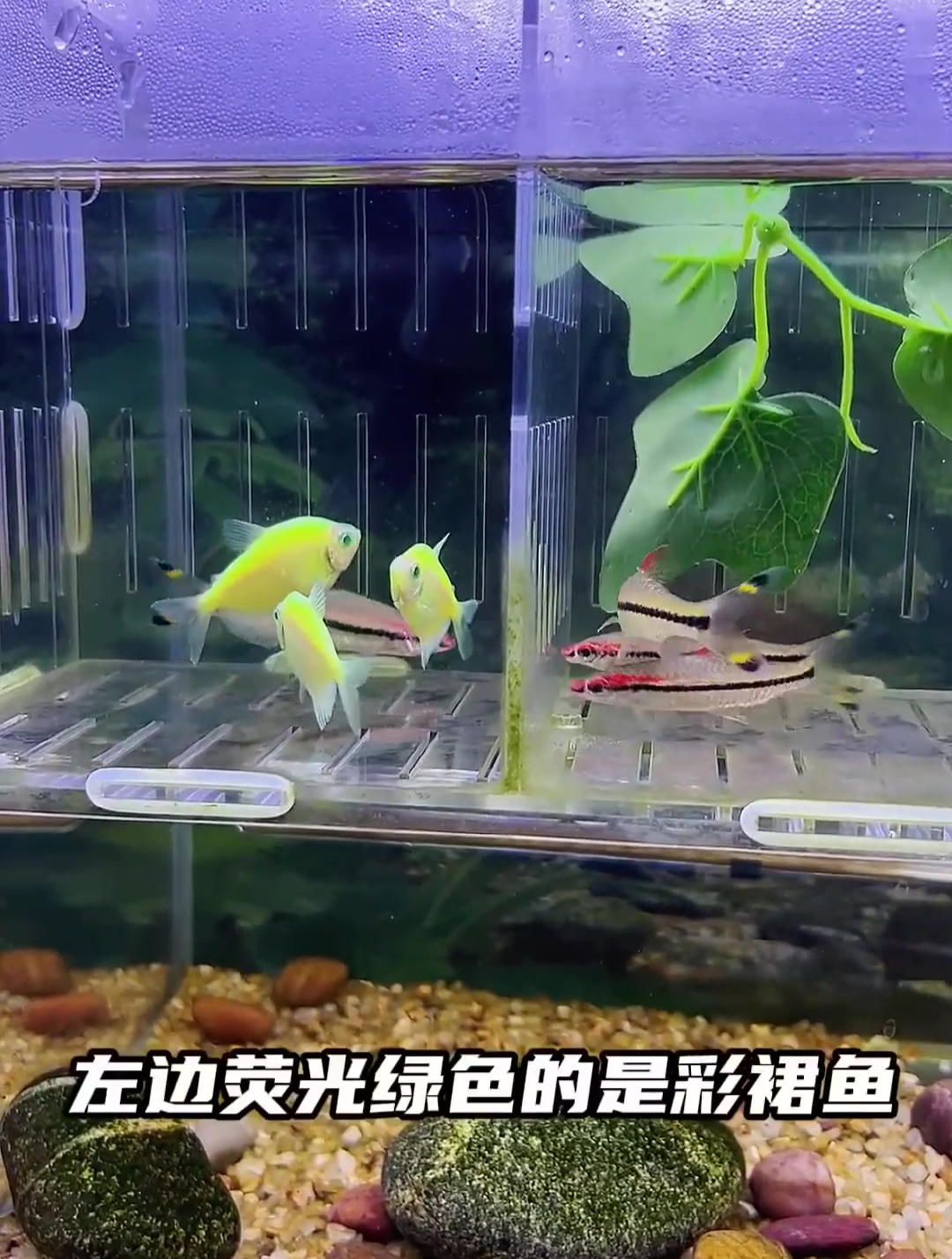买了几条小鱼准备放龟缸里 龟看到后开始兴奋了