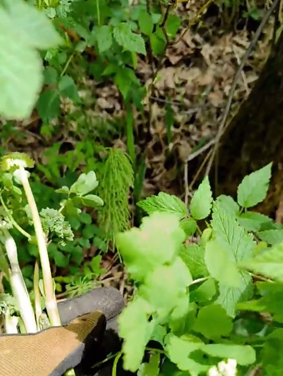 东北珍稀野菜“猫爪子”,看似不起眼,其实药用价值特别高!