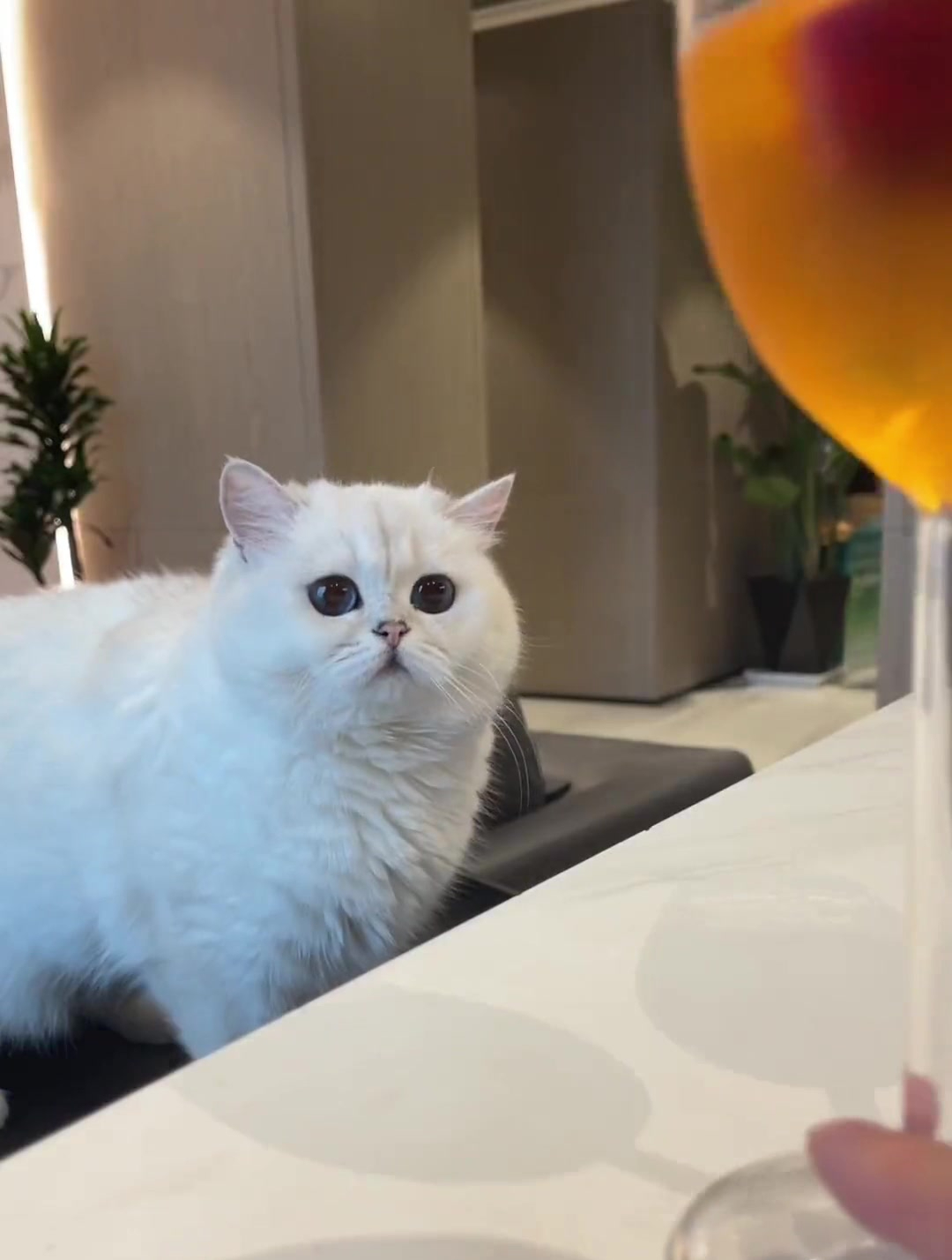 猫咪和姐妹的空中餐厅下午茶