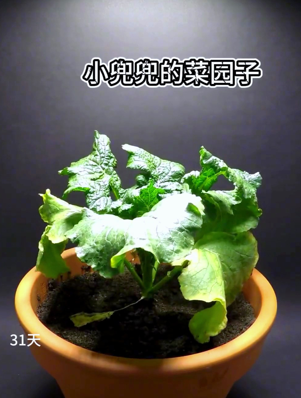 植物生长过程之开了花的菜