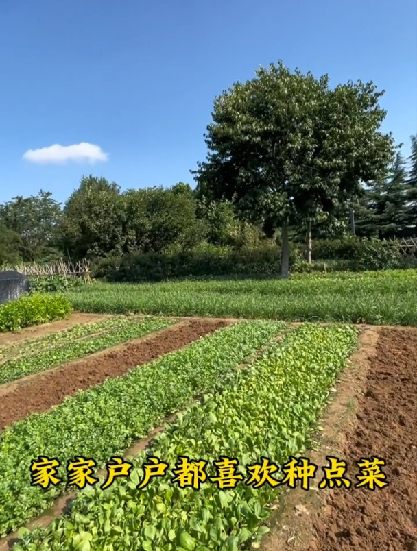 农村大爷自制杀虫剂,叶片喷一喷,一季没虫害