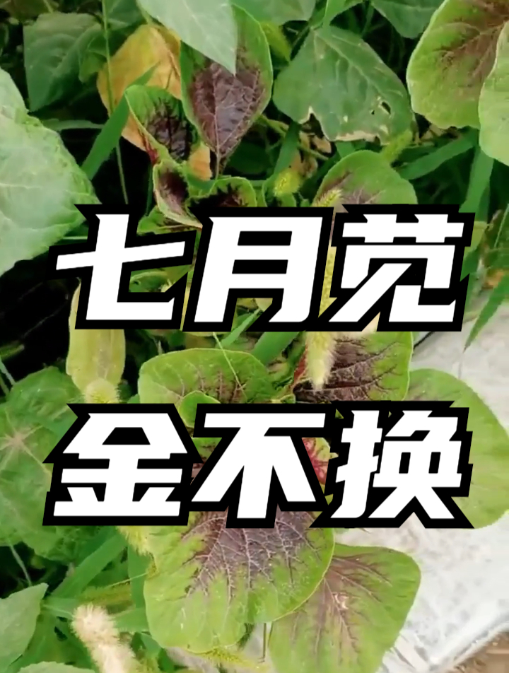 绿苋菜好还是紫红苋菜好?菜农:区别可不小,了解清楚再买