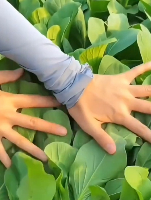 冬季抢手的蔬菜“鸡毛菜”,过冬抓住最好的时机,种一次吃十年!