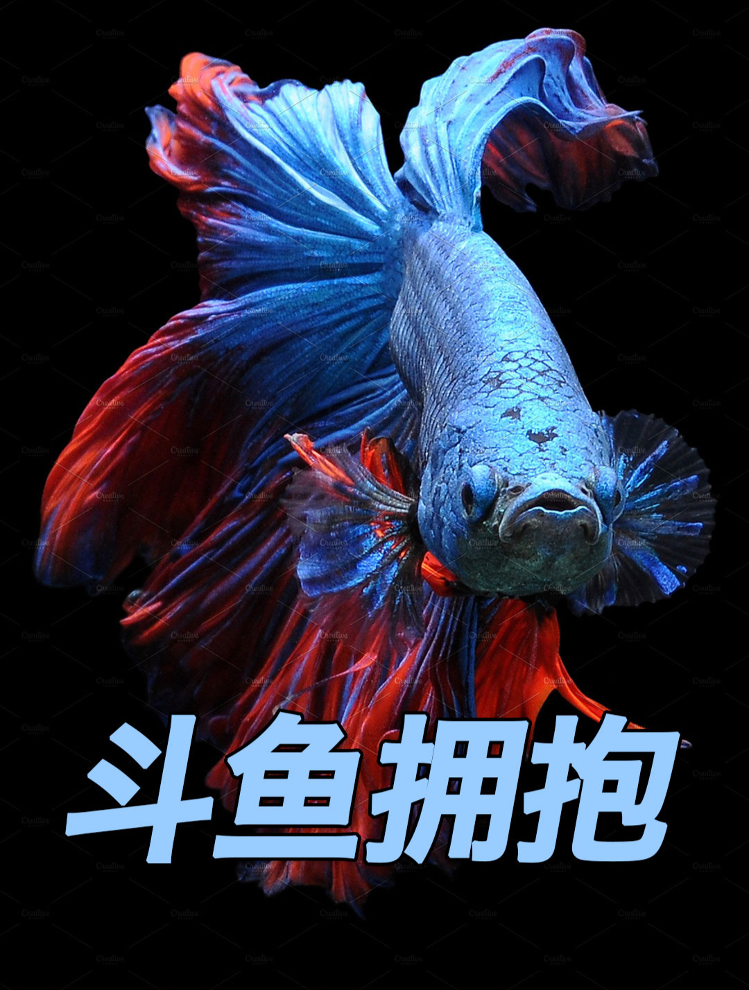 喜欢打架的斗鱼 雄鱼吐泡泡巢吸引异性 再把鱼卵放入气泡中孵化