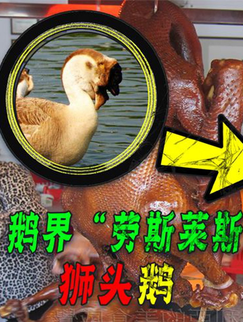 鹅界“劳斯莱斯”狮头鹅,鹅头一只拍卖价上万元,为何无人敢养?