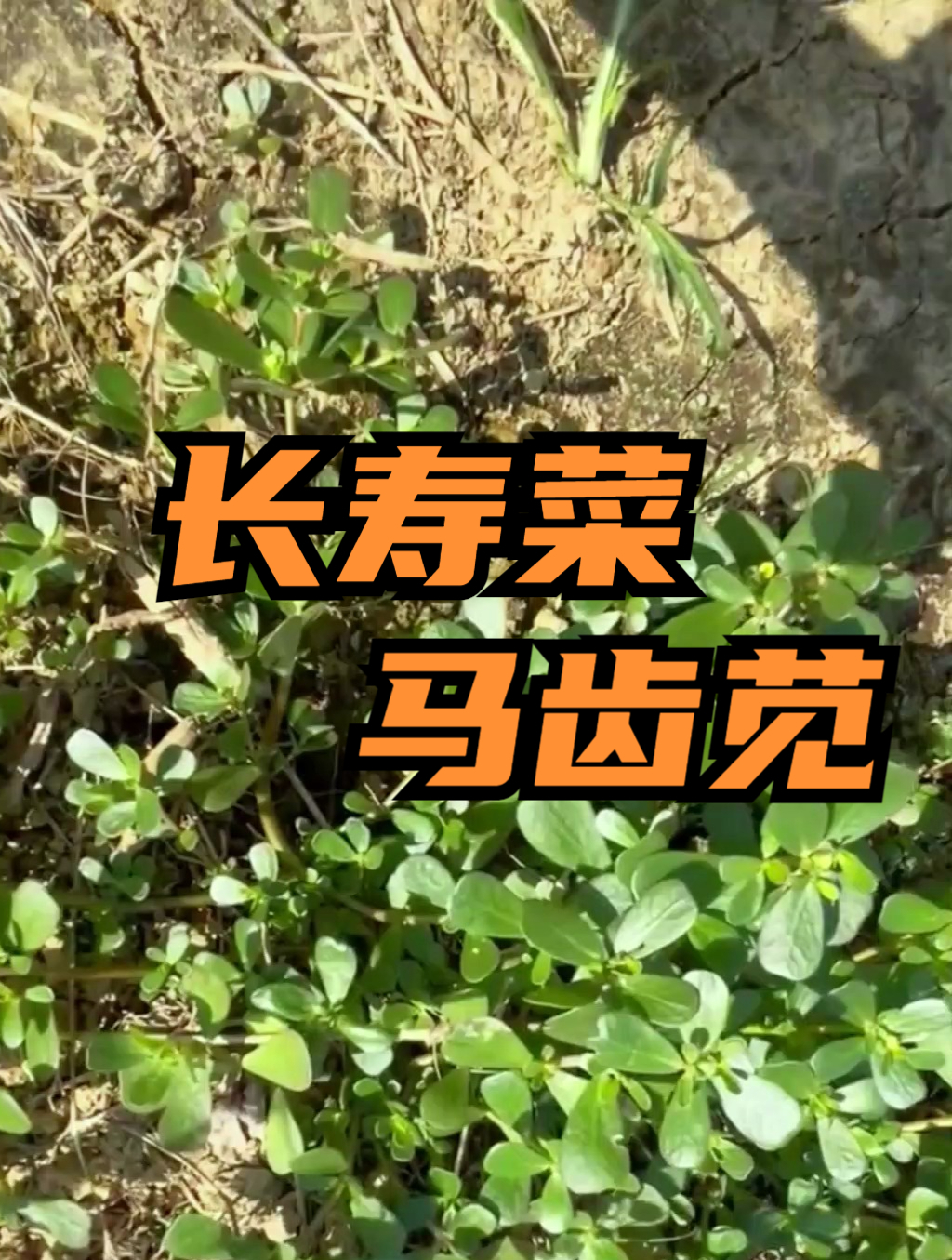 蔬菜中被称为“长寿菜”的是什么?炒菜吃它可以呵护心脏健康!