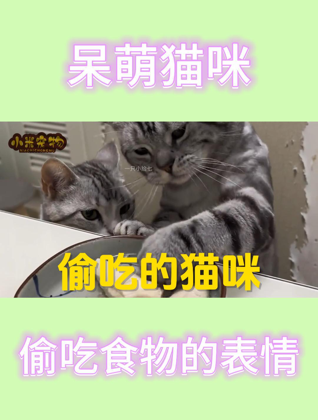 萌宠聚集地:猫咪吃主人的食物,秒变表情包!