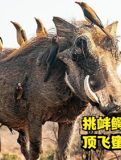 狂暴巨兽挑衅鳄鱼暴打狮子顶飞平头哥瞧不起胡狼1