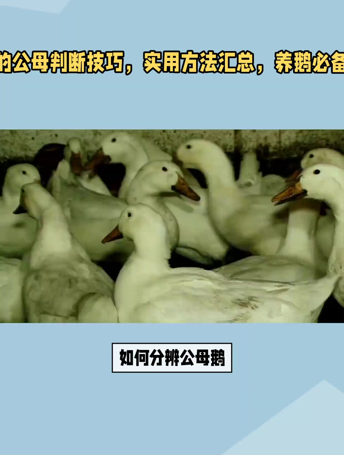 鹅的公母判断技巧,实用方法汇总,养鹅必备!