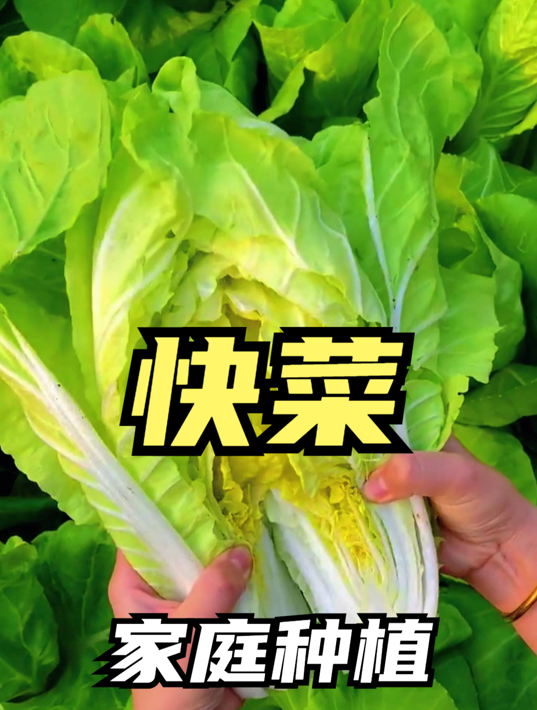 夏季季种快菜,做好这几个操作,20天采收一茬,少见病虫害!