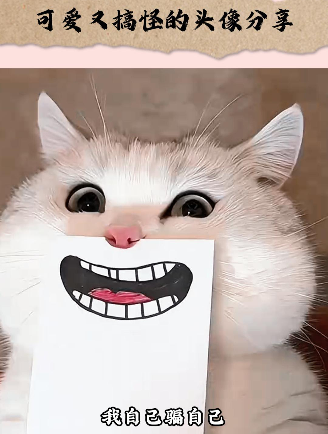 可爱又搞怪的头像分享,拉你的朋友来看吧