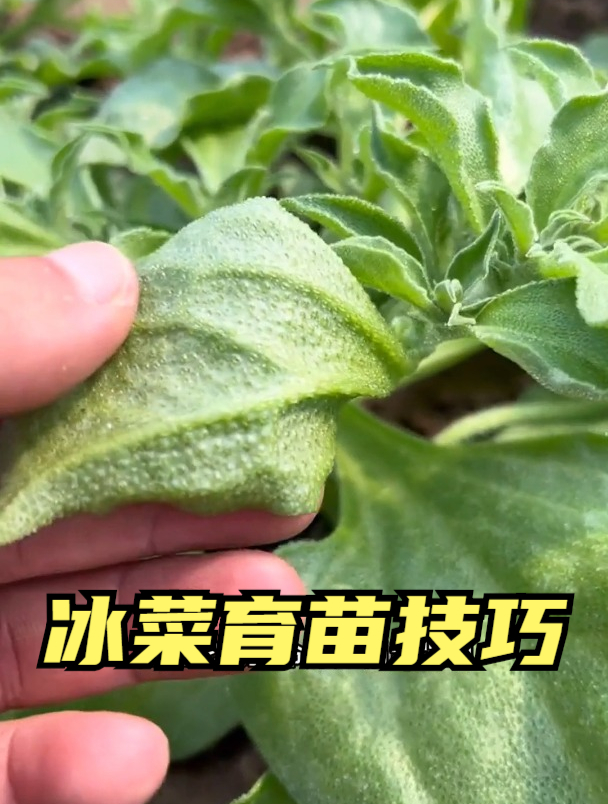 冰菜种植如何做好管理?育苗期这样做,苗壮,后期一颗长到几十斤
