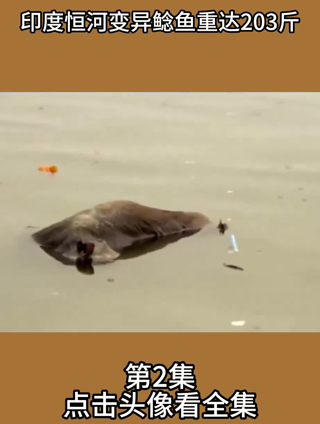 印度恒河变异鲶鱼重达203斤