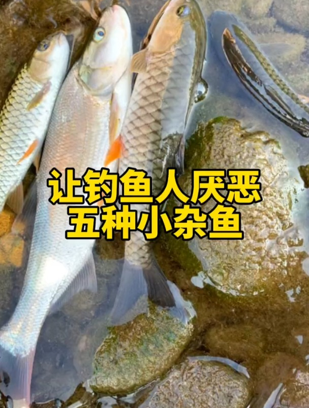 让钓鱼人最厌恶的5种小杂鱼,自己遇到过吗?