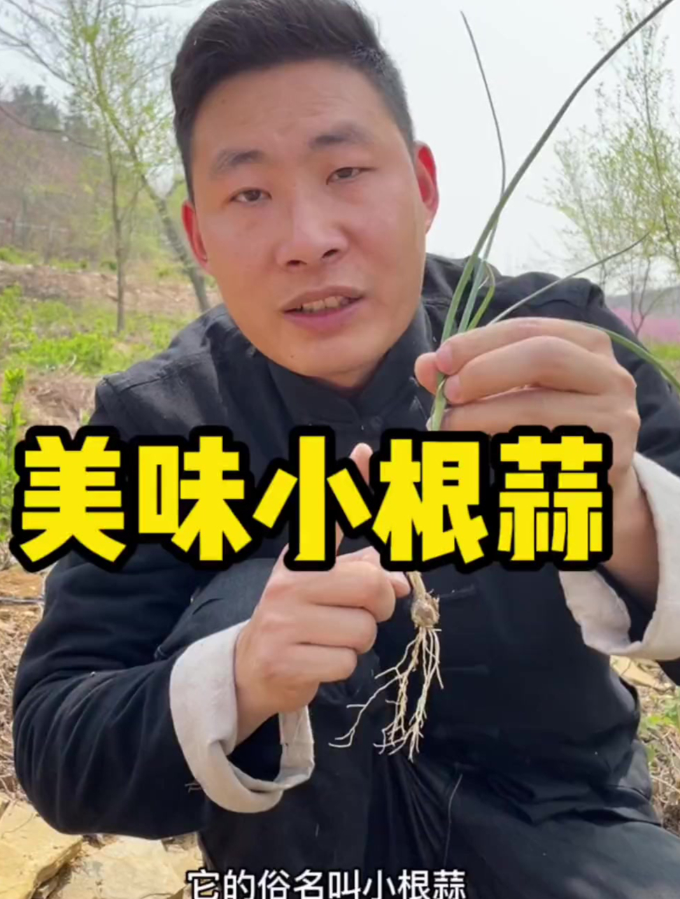 小时候常吃的农村小根蒜,薤白,现在多用来制作泡菜