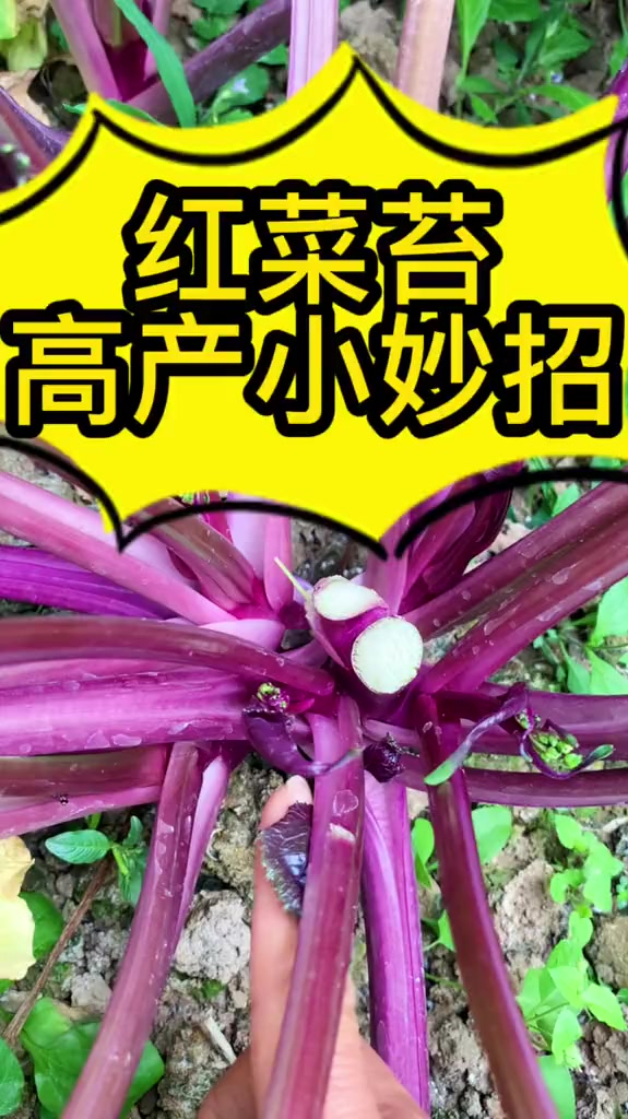 红菜心高产小妙招