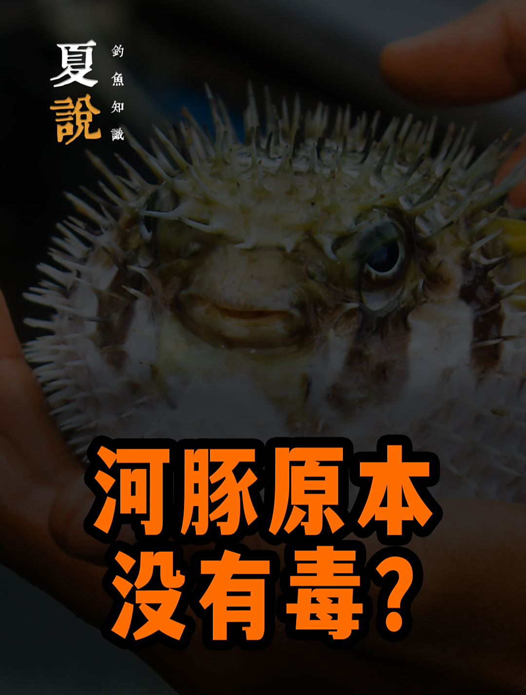 河豚原本没有毒吗?鱼类的智慧丰富多彩!