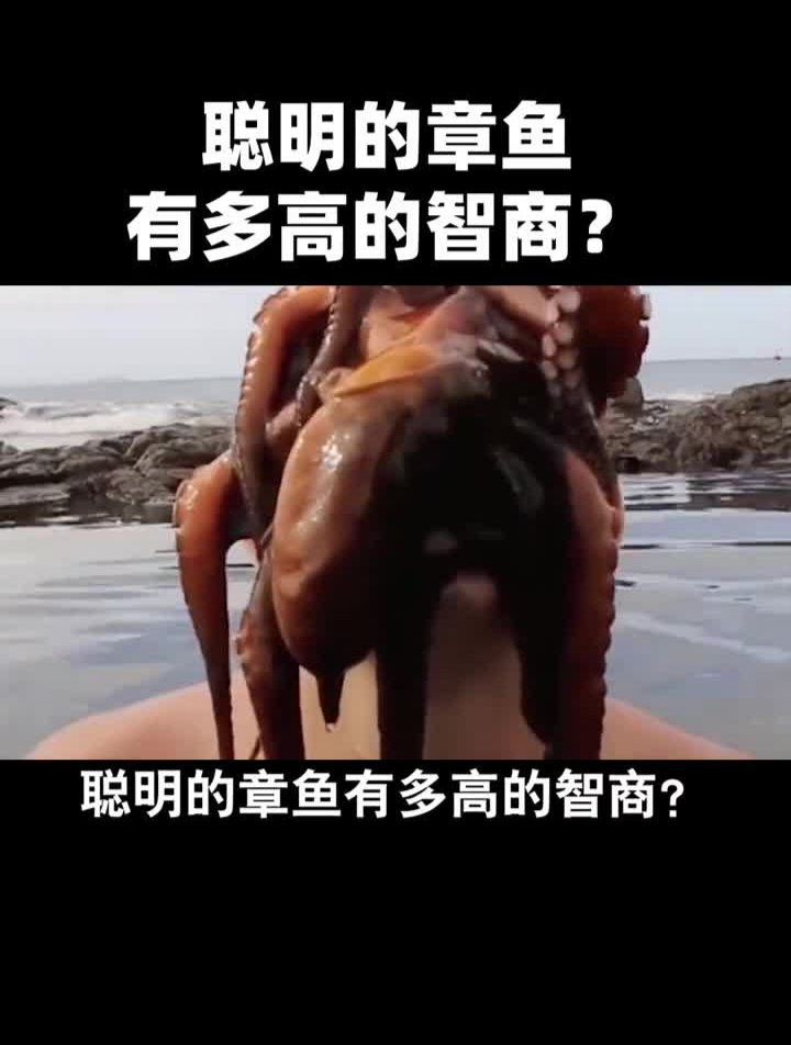 章鱼的智商有多高?