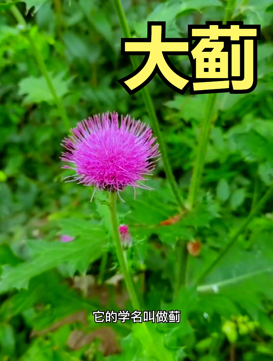 植物科普:蓟,它分为大蓟和小蓟,同时还是一味很好的中草药
