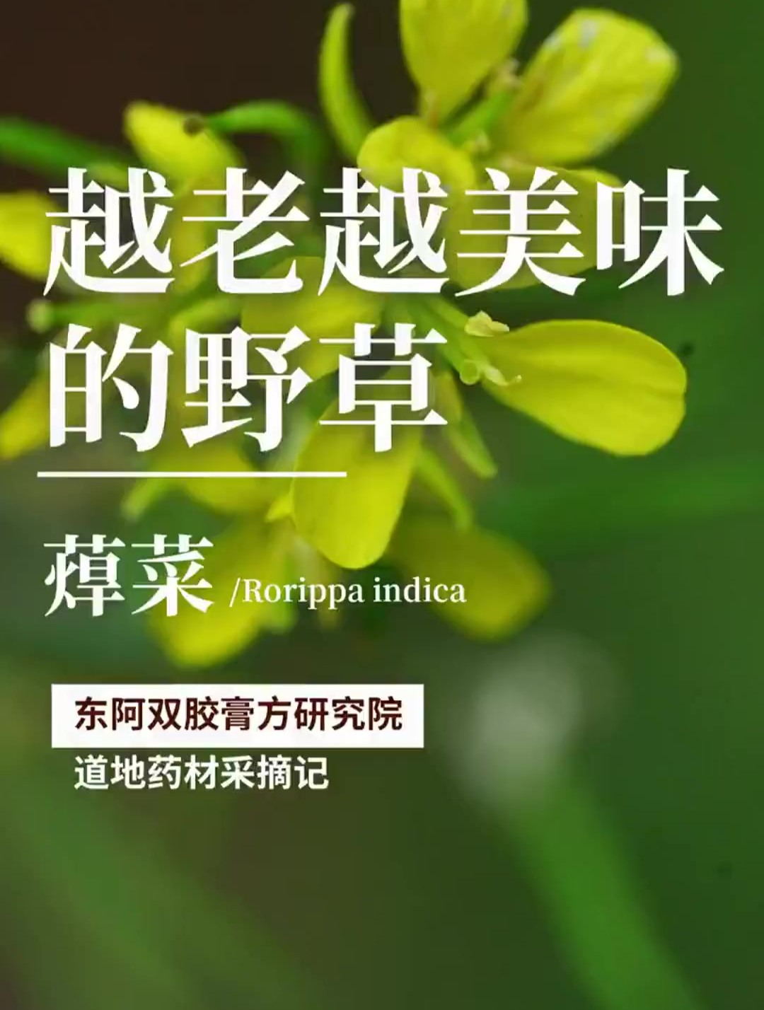 蔊菜是一种十分奇怪的野草,它是越老才会越美味的野菜!你吃过吗