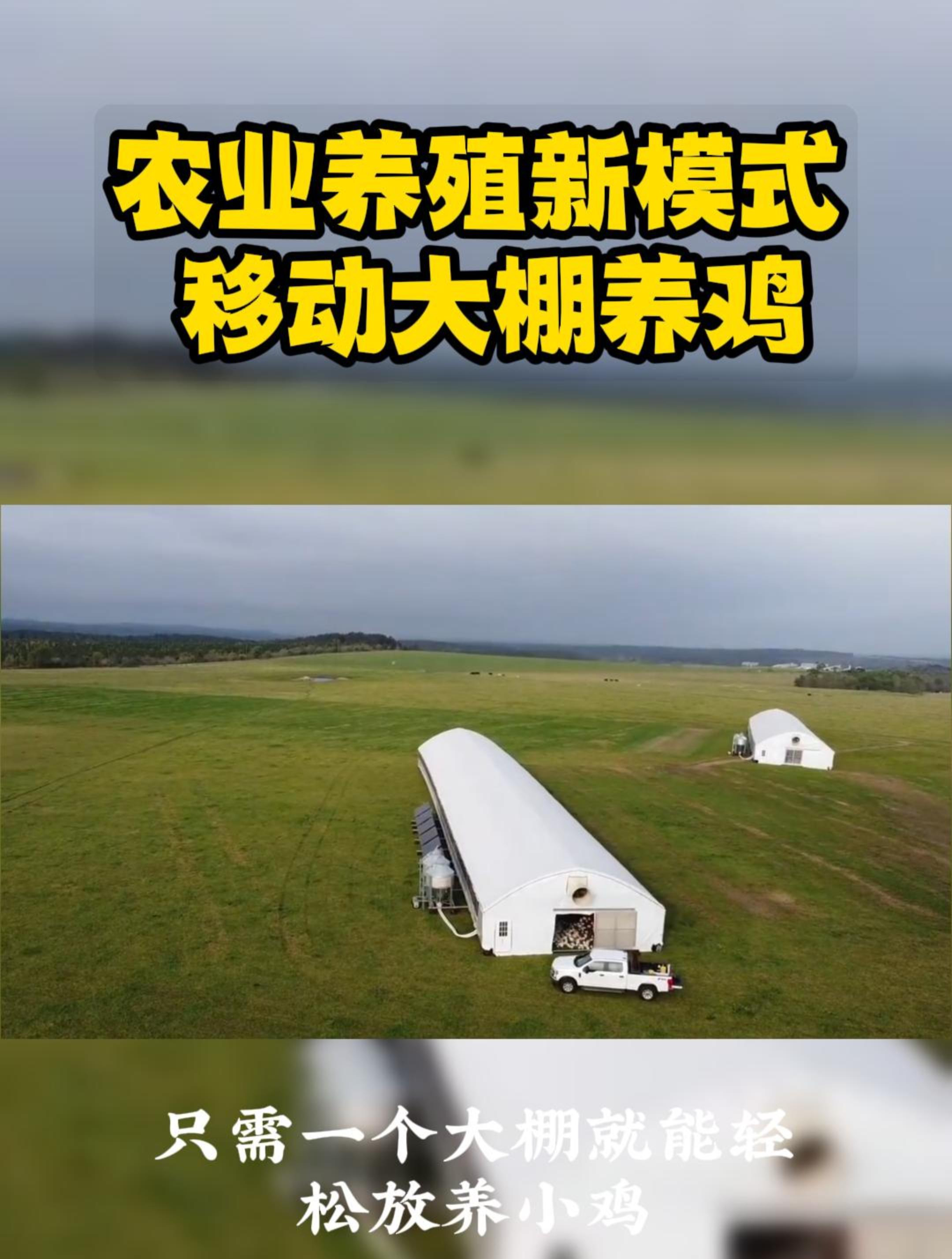 农业养殖新模式-移动大棚养鸡