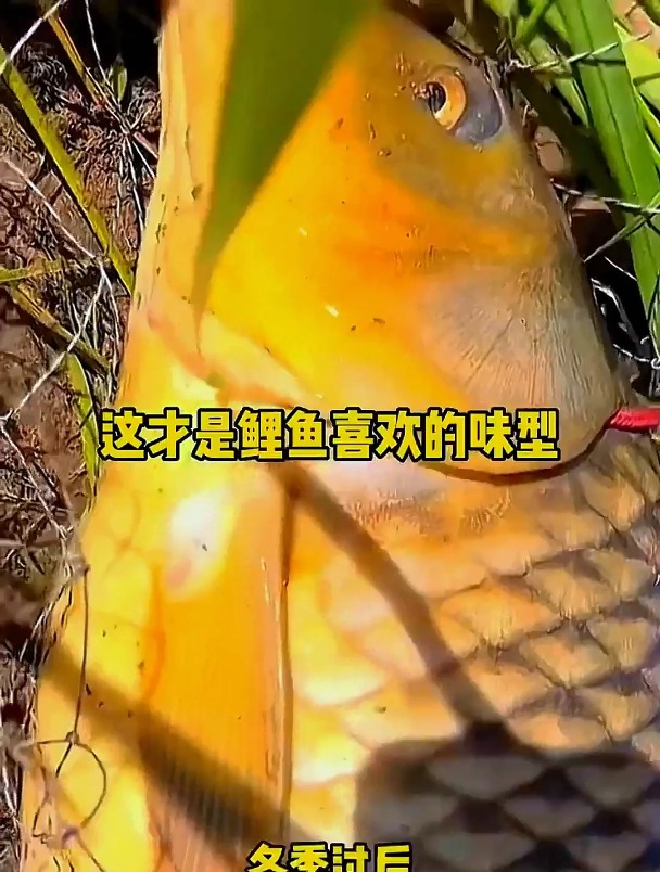 开春钓鲤鱼,这些味型的饵料效果最好,饵料对了口,鲤鱼跟着走!