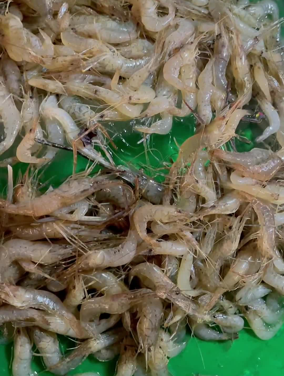 傣族凉拌菜好吃到爆傣味凉拌虾,味道太上头