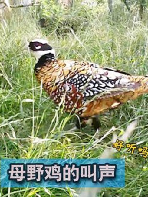 非常珍贵:母野鸡的叫声!难得一听