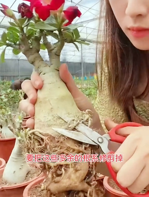 花型像玫瑰生长干旱地区,叫沙漠玫瑰,不浇花旱不死还能开花!