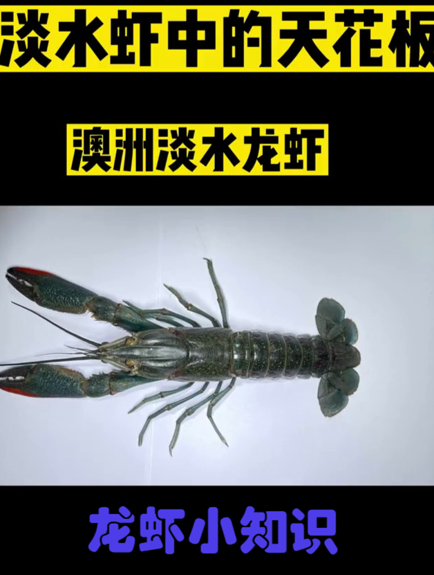 在天花板上的虾虾难道你不心动吗?