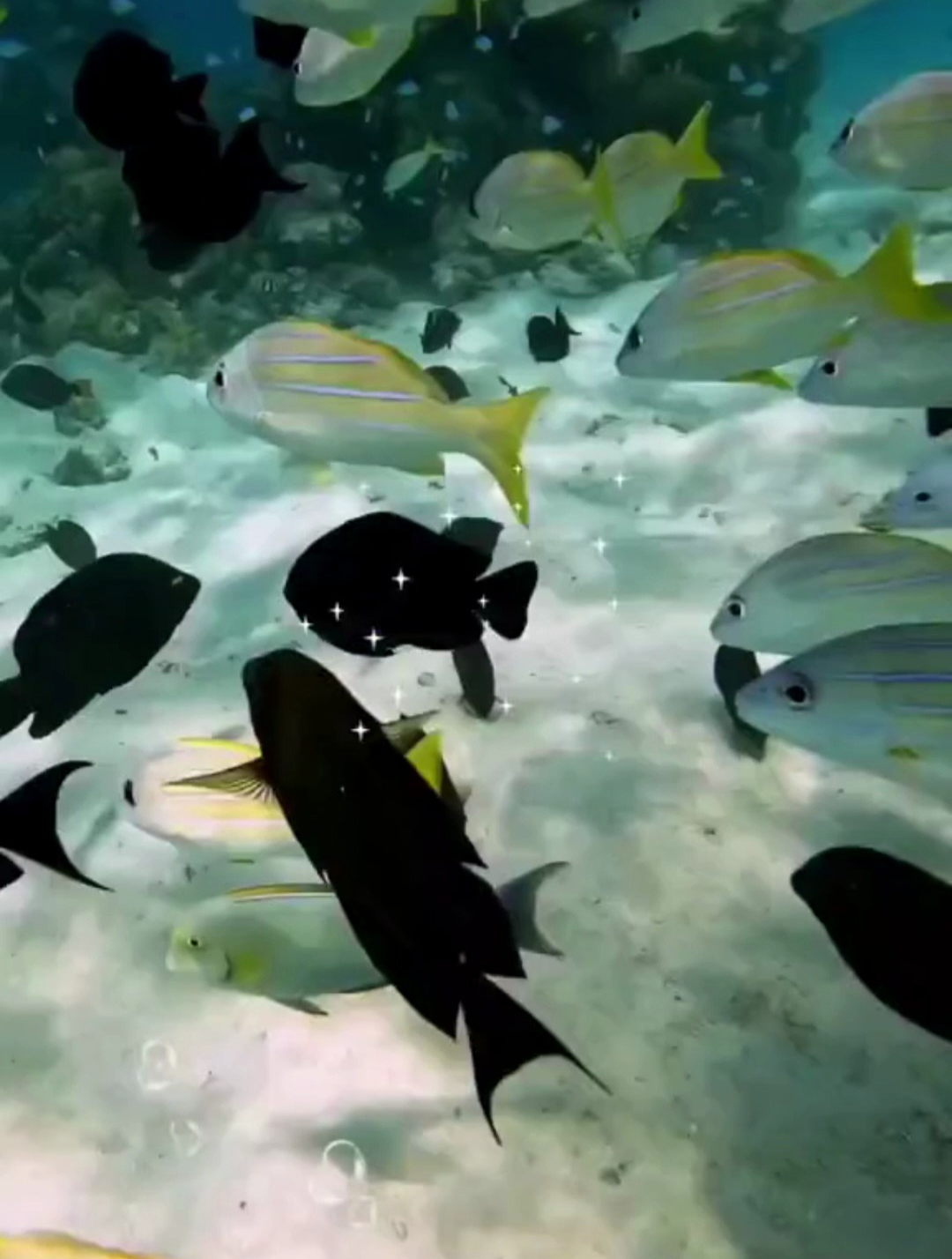 海底世界:漂亮的鱼群2