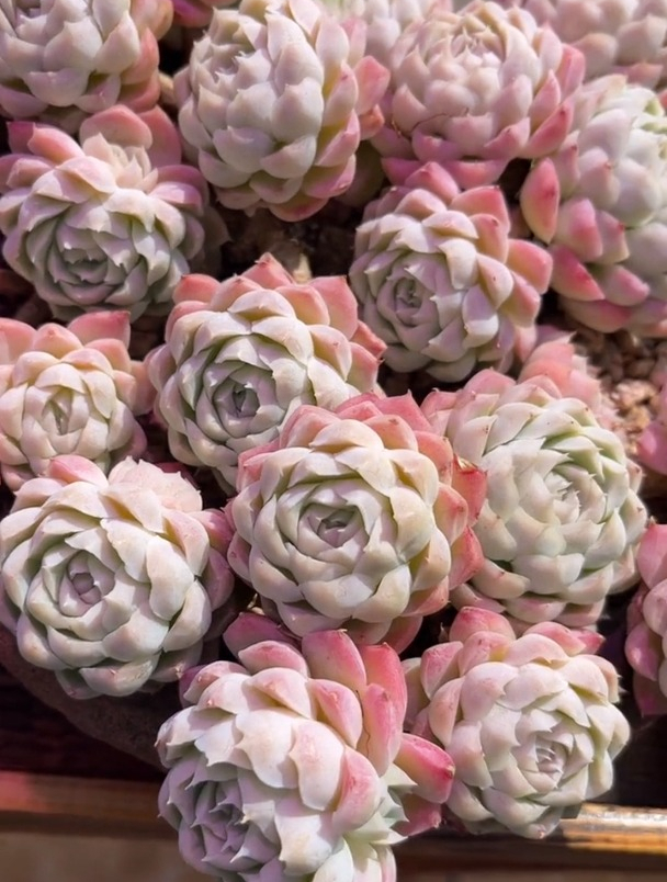 多肉仙不仙就看“阿尔巴白月影”,用对养护方法就能做到!