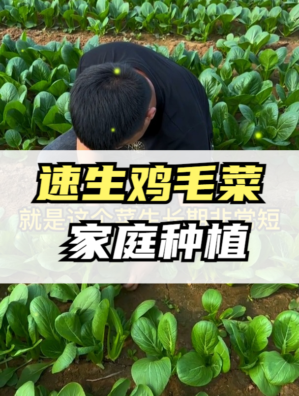 鸡毛菜是什么菜?原来它的价值这么高,吃了还能抗癌细胞!