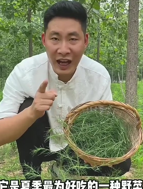 猪毛菜这个名字主要因其叶像猪毛可以食用而得名