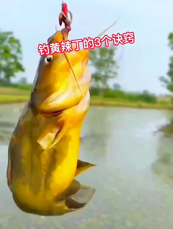 钓黄辣丁的好季节来了!掌握这3个关键点,一晚上能钓好几斤!