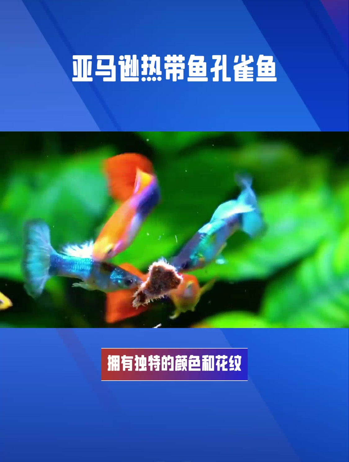 亚马逊热带鱼孔雀鱼