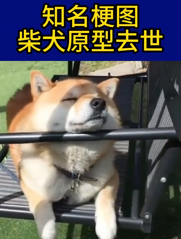 知名梗图柴犬原型去世