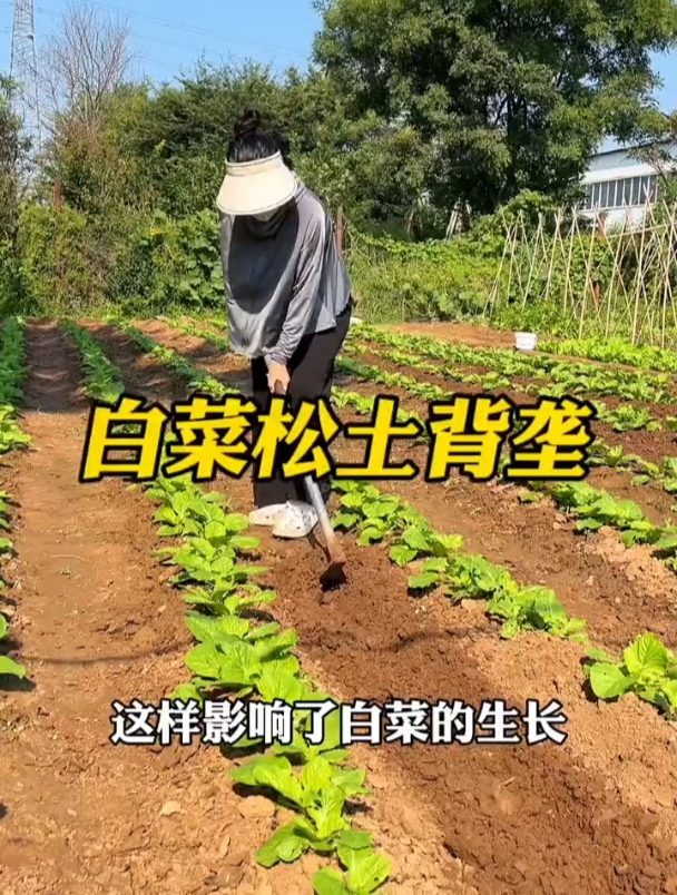 给大白菜苗松土培笼,让苗子独立站好,立冬才能长出大白菜