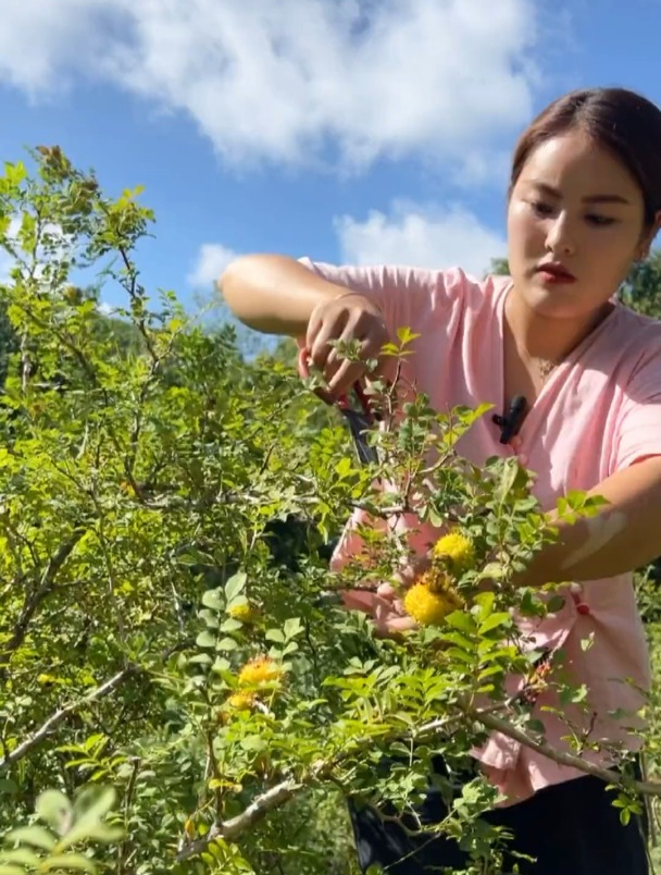花六个小时熬制一罐野生刺梨膏,搭配野生葛根粉,味道巴适得很