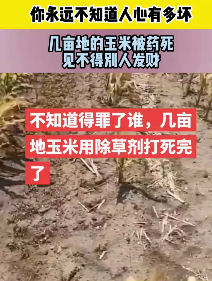 你永远不知道人心有多坏,几亩地的玉米被药死,见不得别人发财?