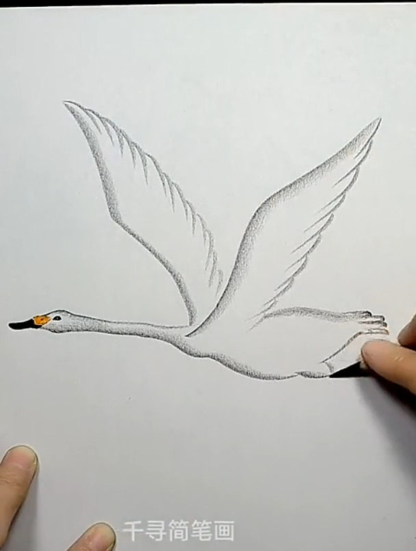 简单画飞翔的白天鹅