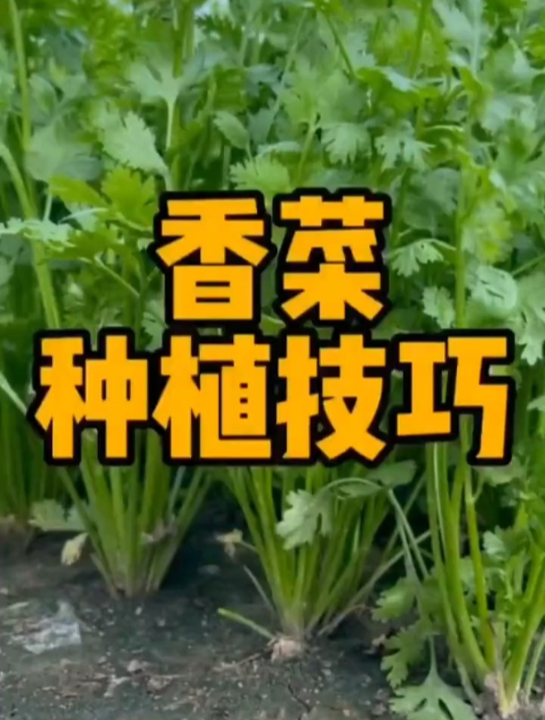 香菜长的好不好,关键就在这3步!