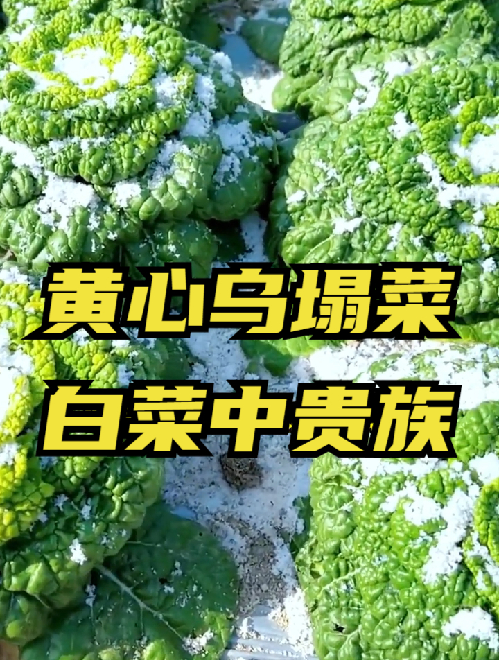 零下20度冻不死的乌塌菜,口感清甜,网友:它还是白菜的“亲戚”