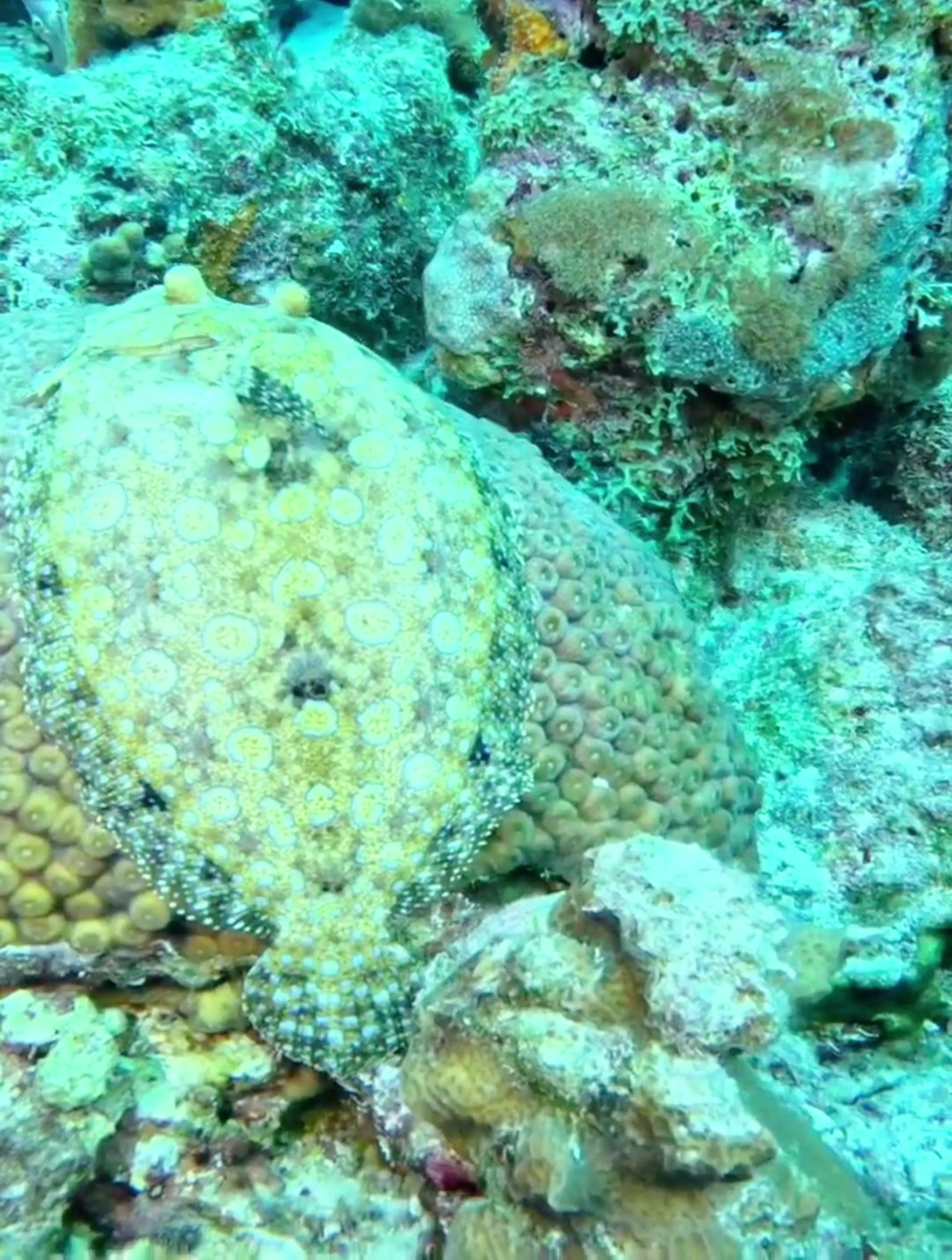 鱼鳍活动看着有点不习惯的比目鱼